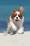 CAVALIER KING CHARLES 138